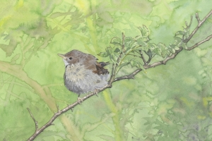 Reproducerad akvarell/giclée - Gråsparvunge